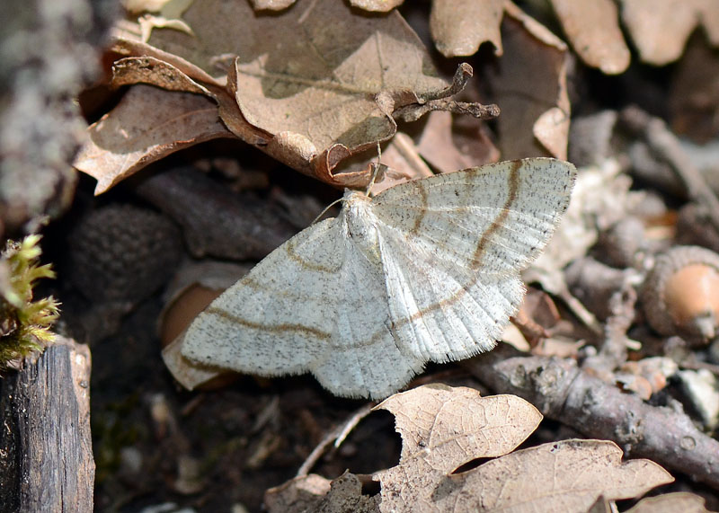 Geometridae in esame.